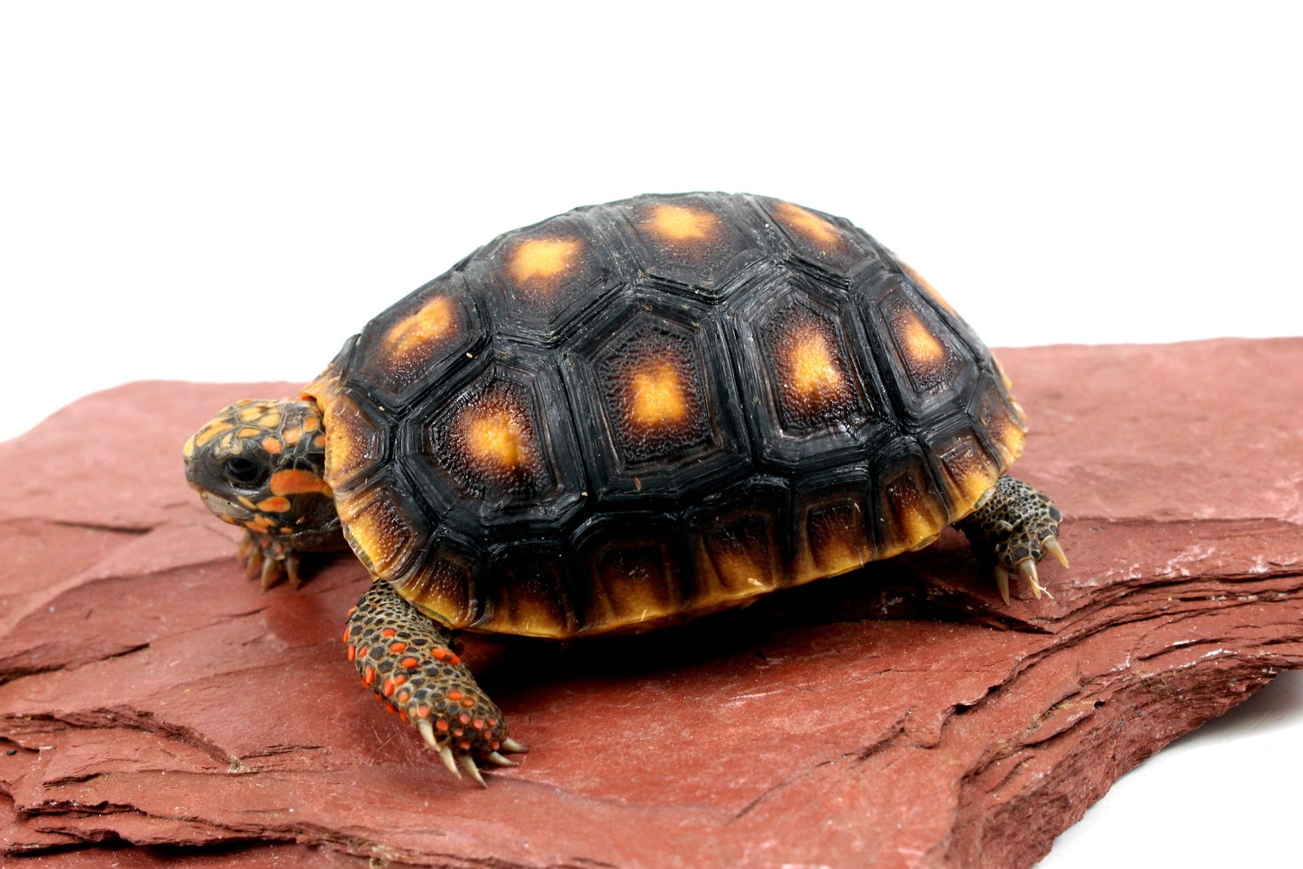 Red Foot Tortoise All Reptiles