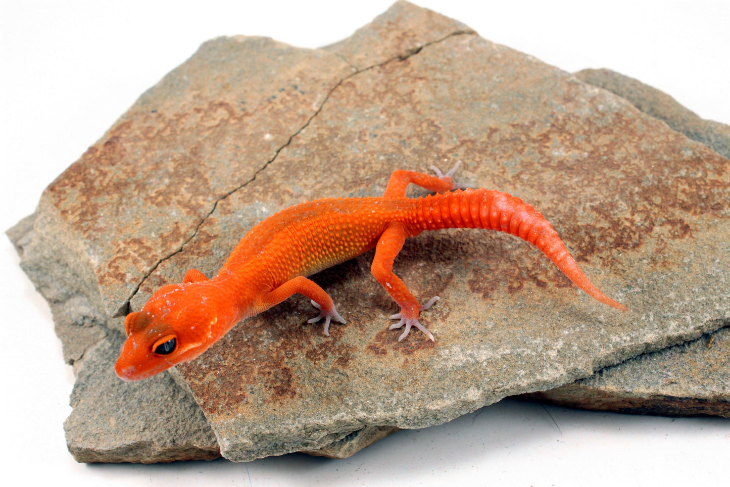 Tangerine Blood Mix Leopard Gecko All Reptiles