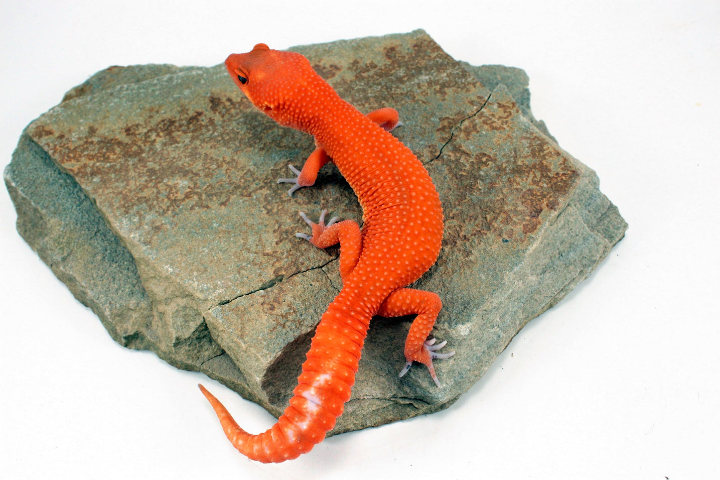 Blood Mandarin Leopard Gecko All Reptiles