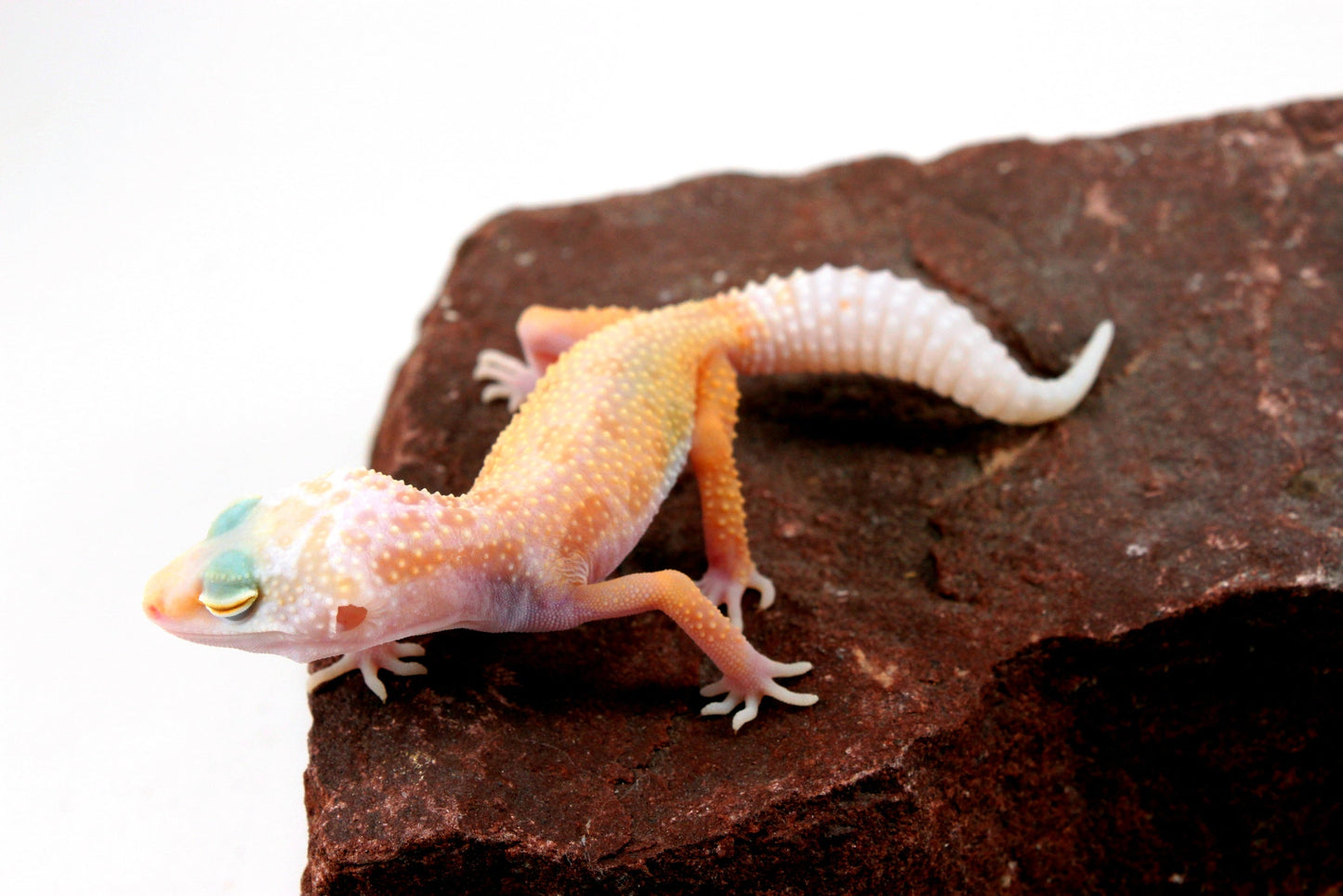Lemon Leucistic Leopard Gecko All Reptiles