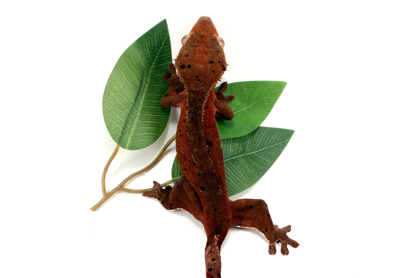 Dark Red Bicolor Dalmatian Crested Gecko All Reptiles