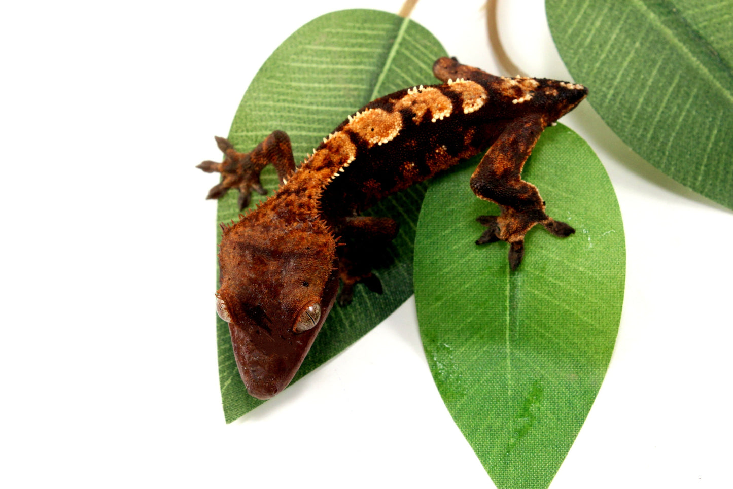 Dark Chocolate Harlequin Crested Gecko - Tailess All Reptiles