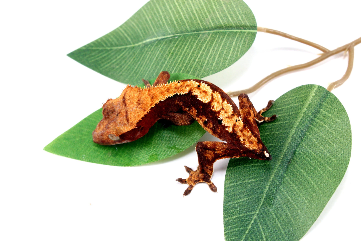Harlequin Crested Gecko - Tailess All Reptiles