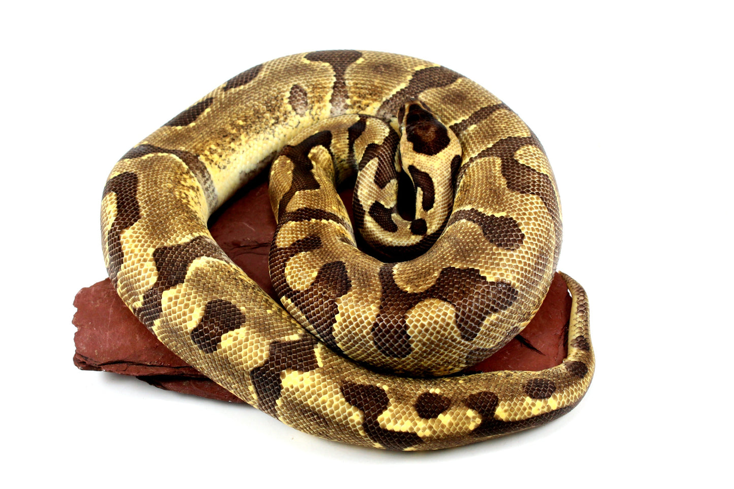 Super Enchi Ball Python All Reptiles