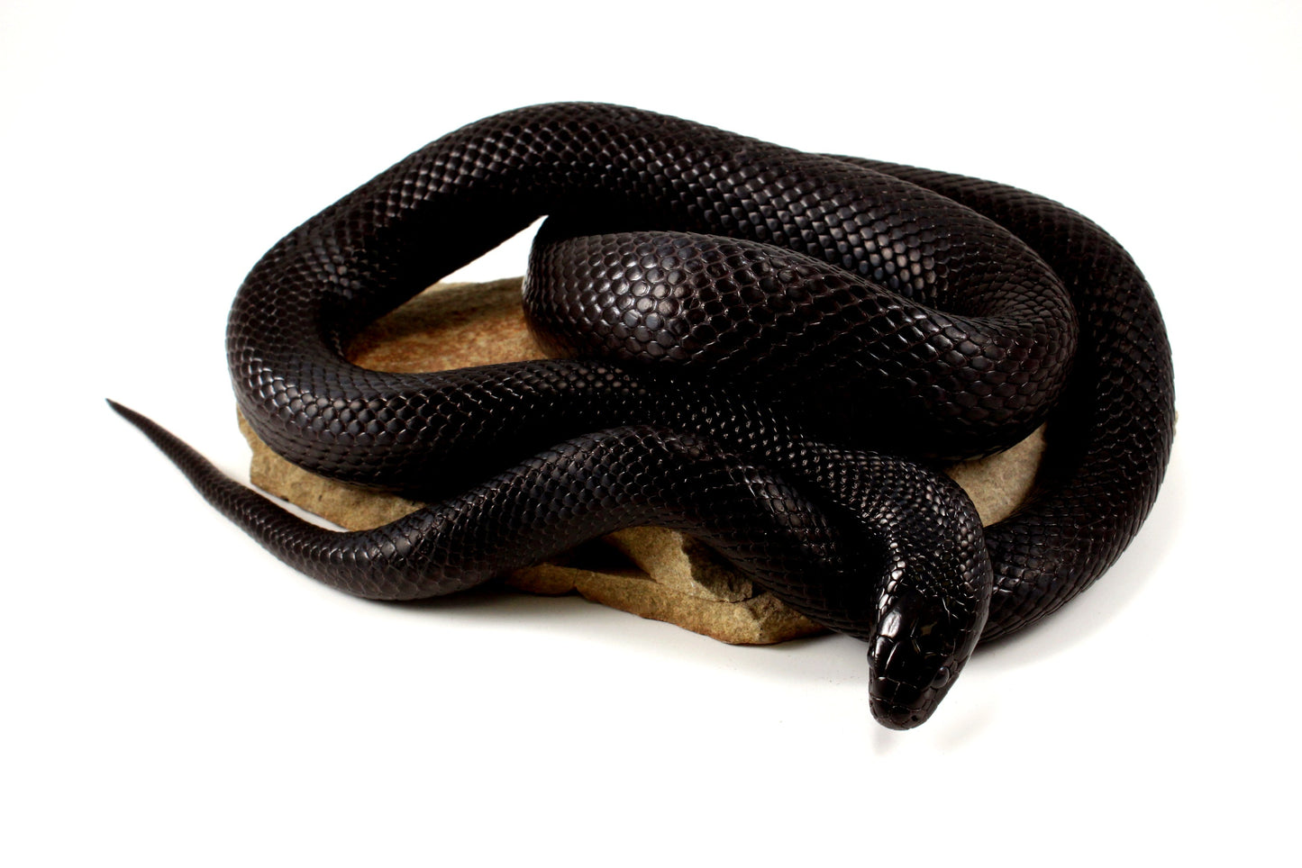 Mexican Black Kingsnake - Adult All Reptiles