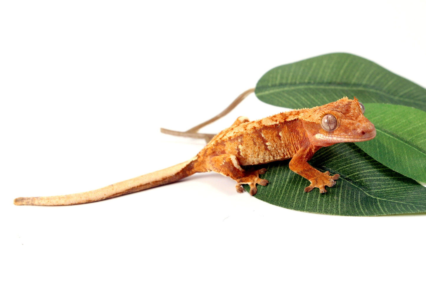 Yellow Tiger Crested Gecko All Reptiles
