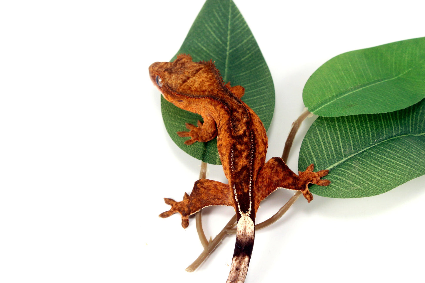 Reverse Pinstripe Brindle Crested Gecko All Reptiles
