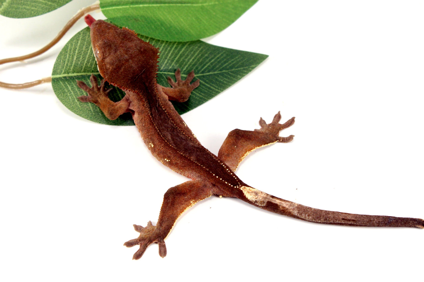 White Fringe Near Patternless Crested Gecko All Reptiles