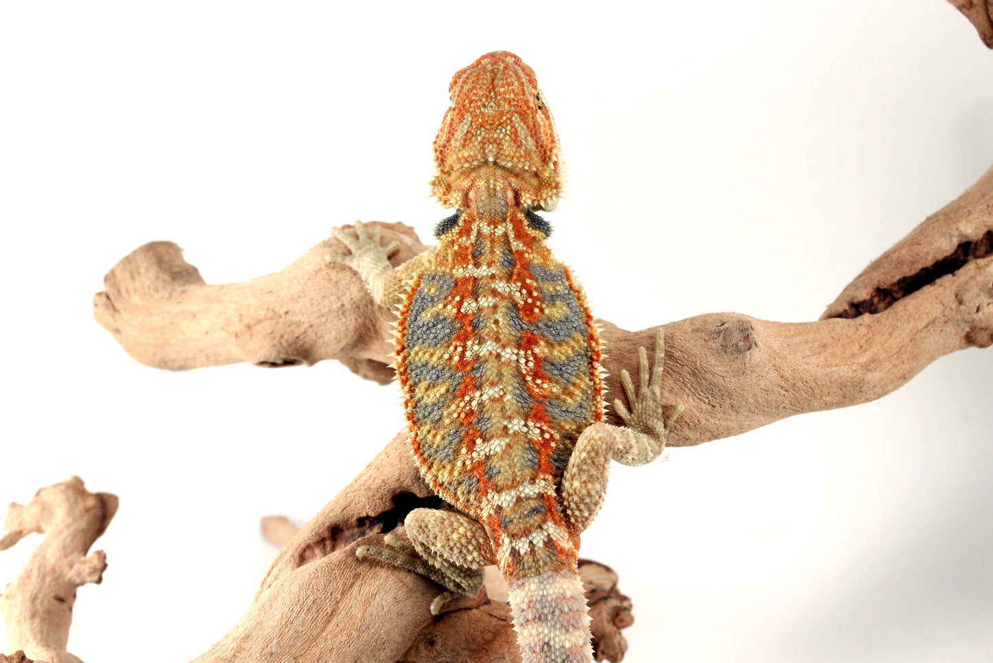 Hypo Orange Citrus Bearded Dragon All Reptiles