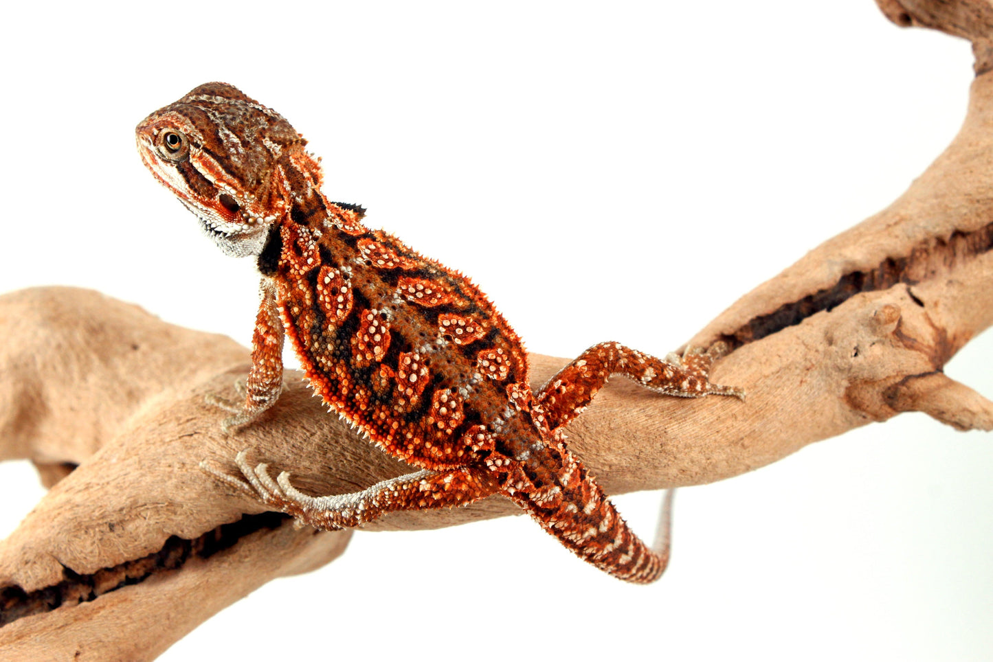 Red Dunner Bearded Dragon All Reptiles