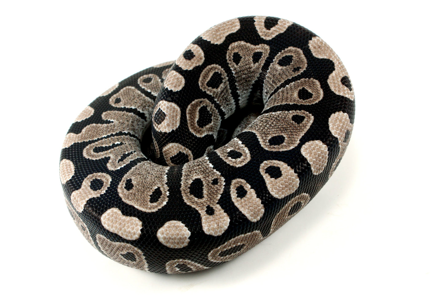 MJ Axanthic Ball Python h. Pied All Reptiles