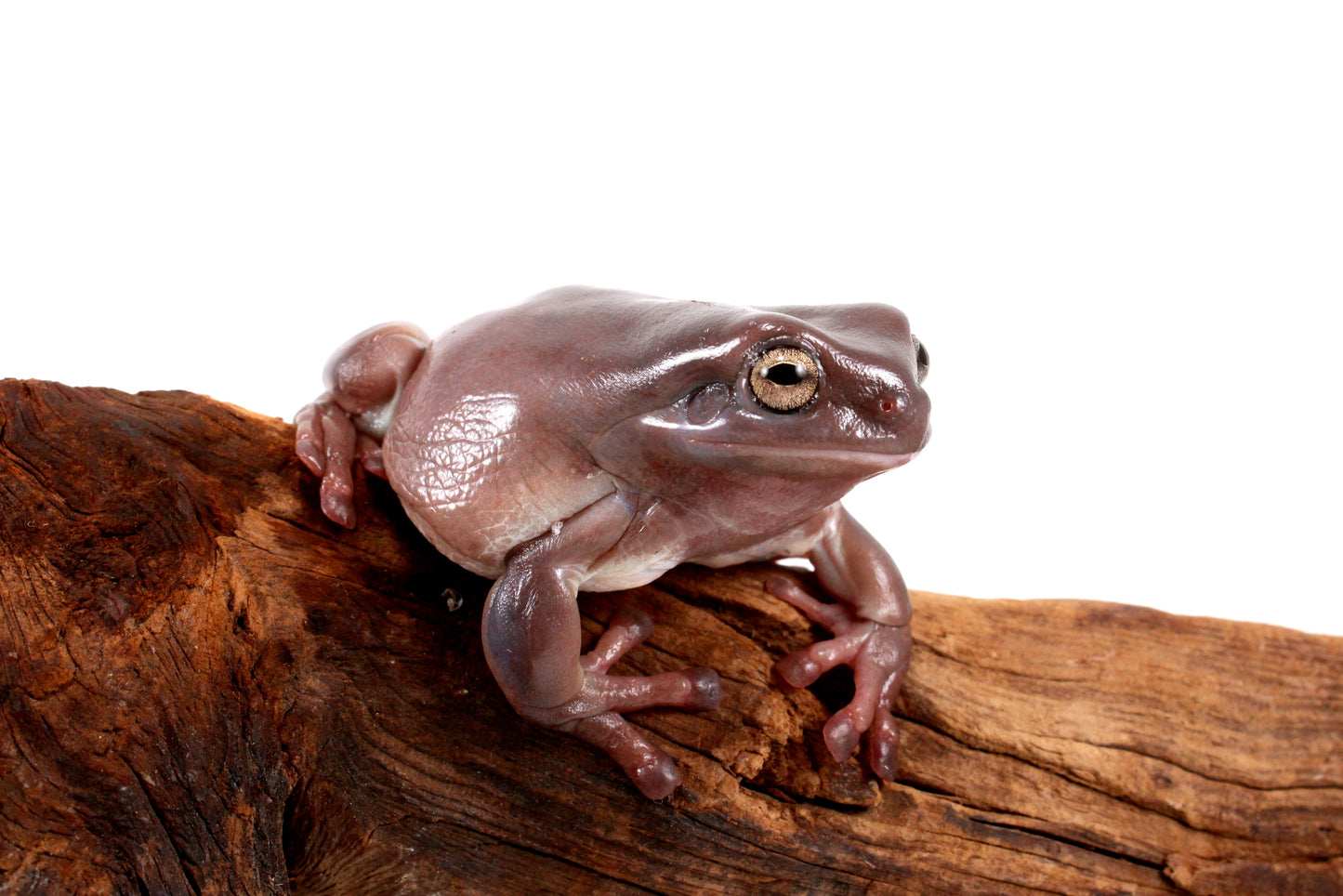 Adult White's Tree Frog