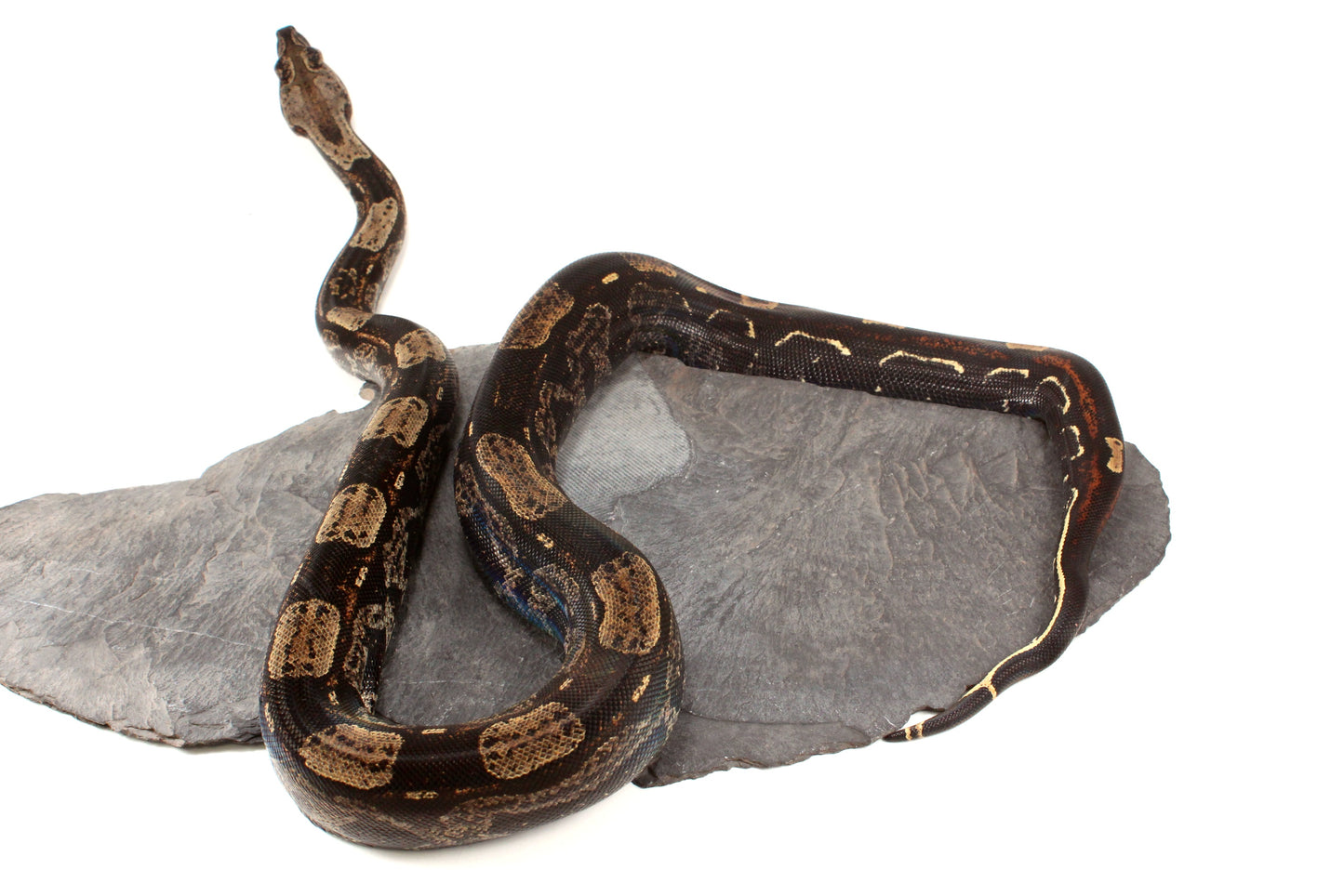 IMG Roswell Ladder Tail Colombian Boa