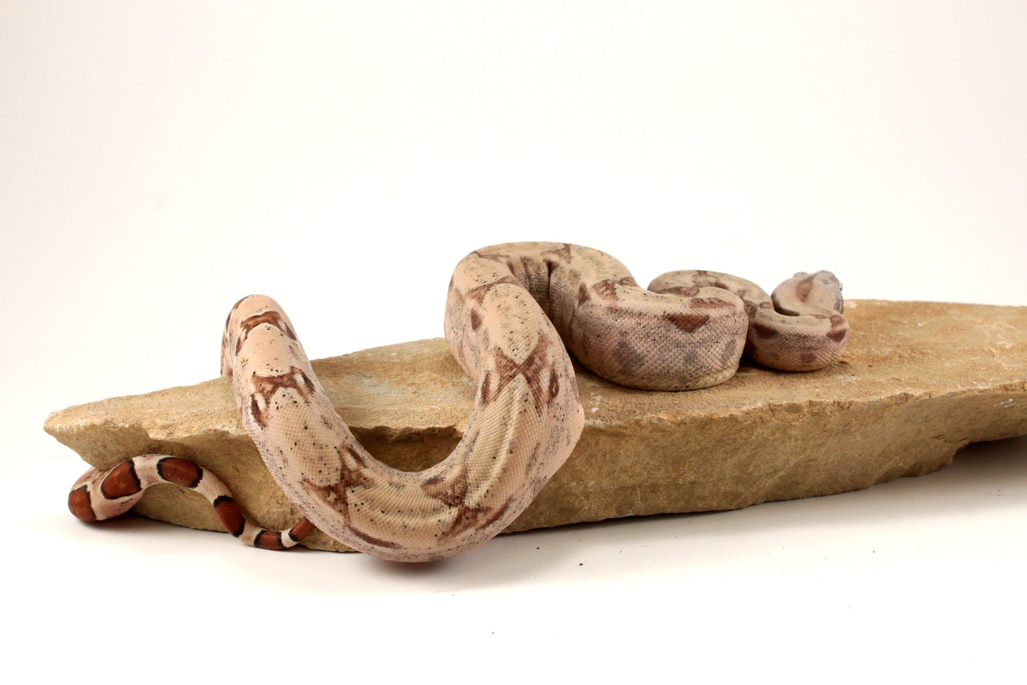 Hypo Jungle het Blood Colombian Boa