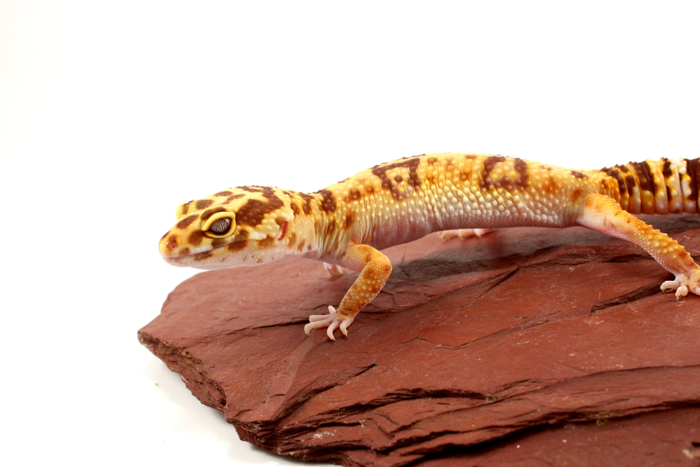 Tremper Albino poss. Jungle Leopard Gecko