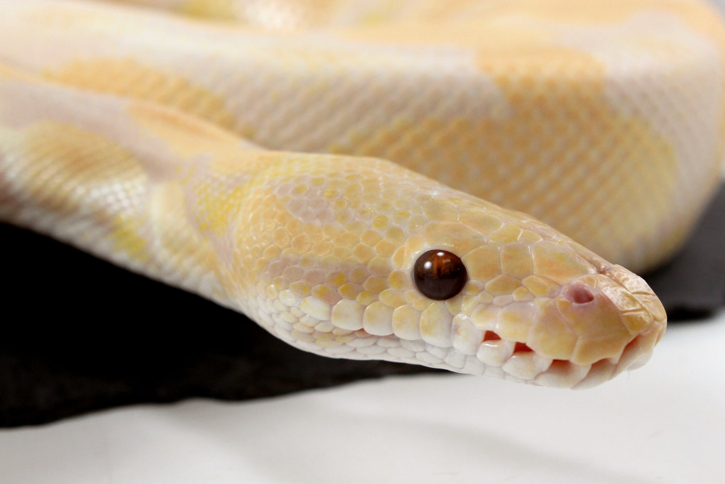 Lavender Albino Ball Python