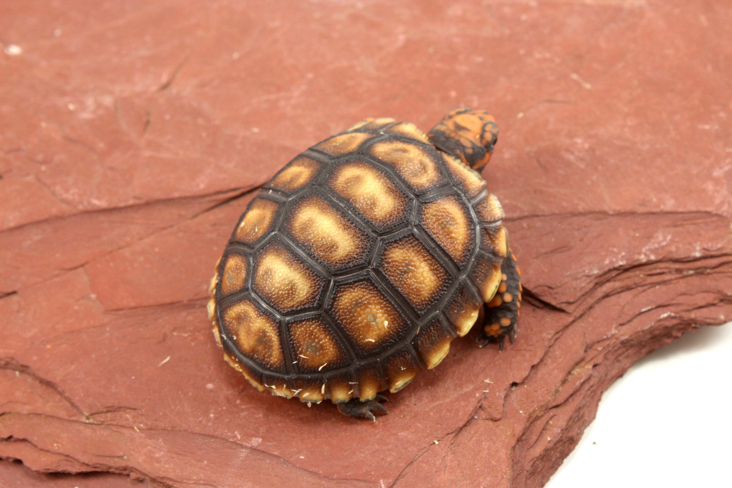 Cherry Head Tortoise