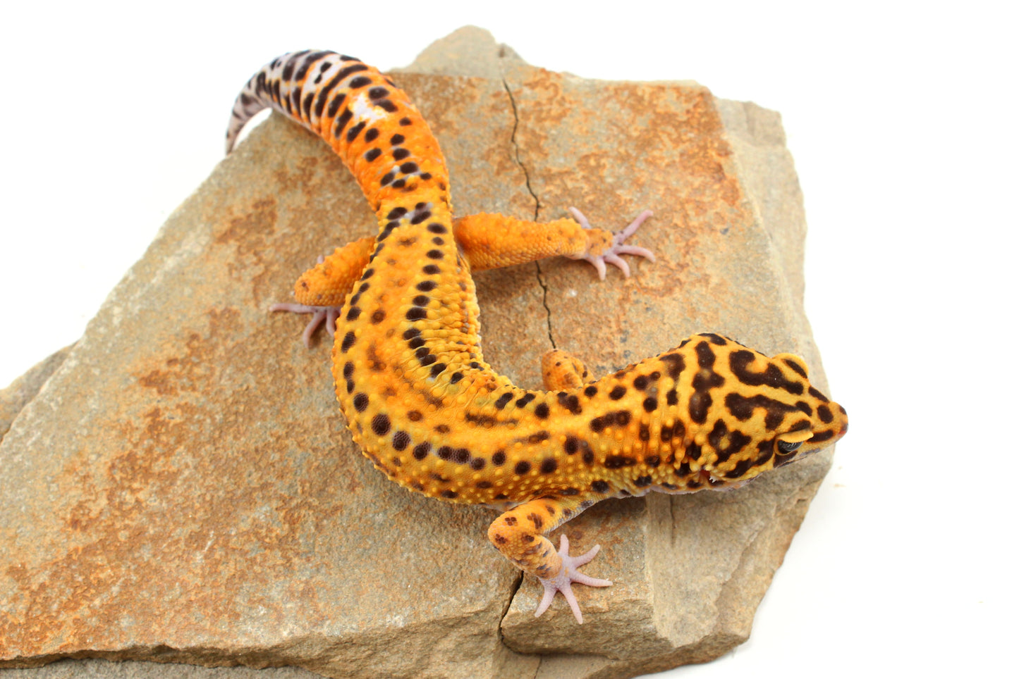 Tangerine Bold Stripe Leopard Gecko