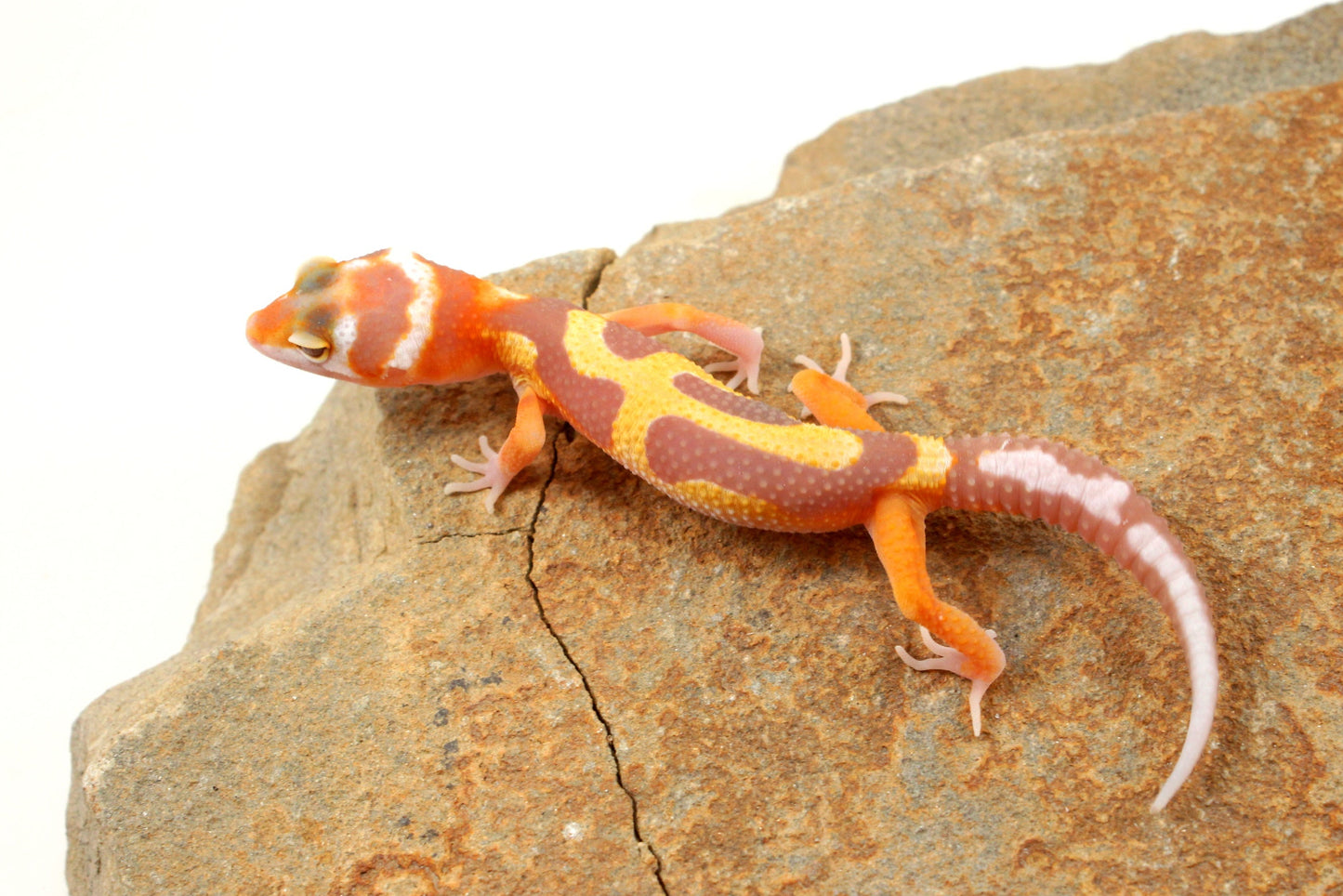 Tremper Pastel Tangerine Jungle Leopard Gecko