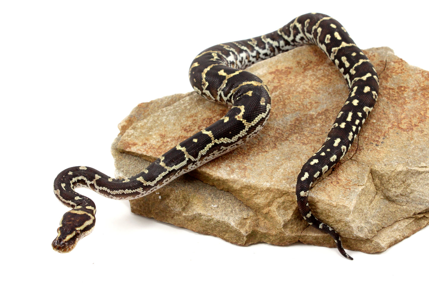 Angolan Python