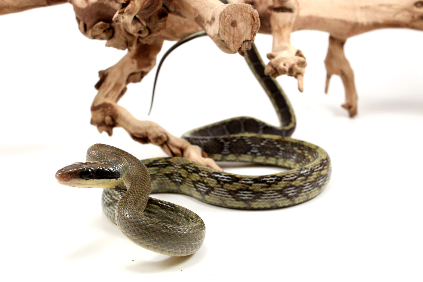Vietnamese Blue Beauty Rat Snake