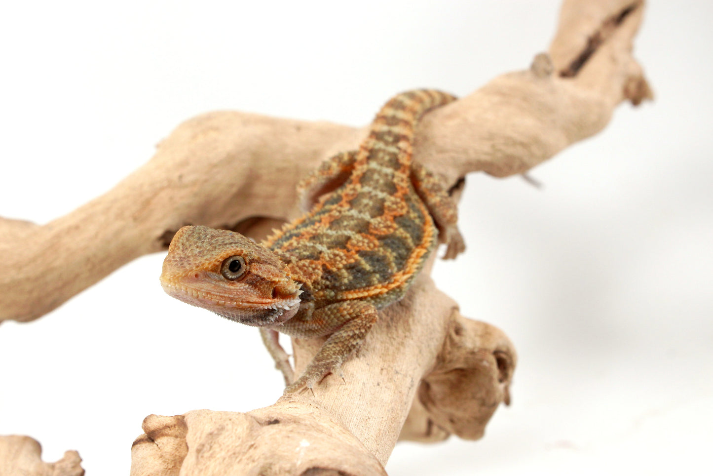 Orange Hypo Translucent Bearded Dragon