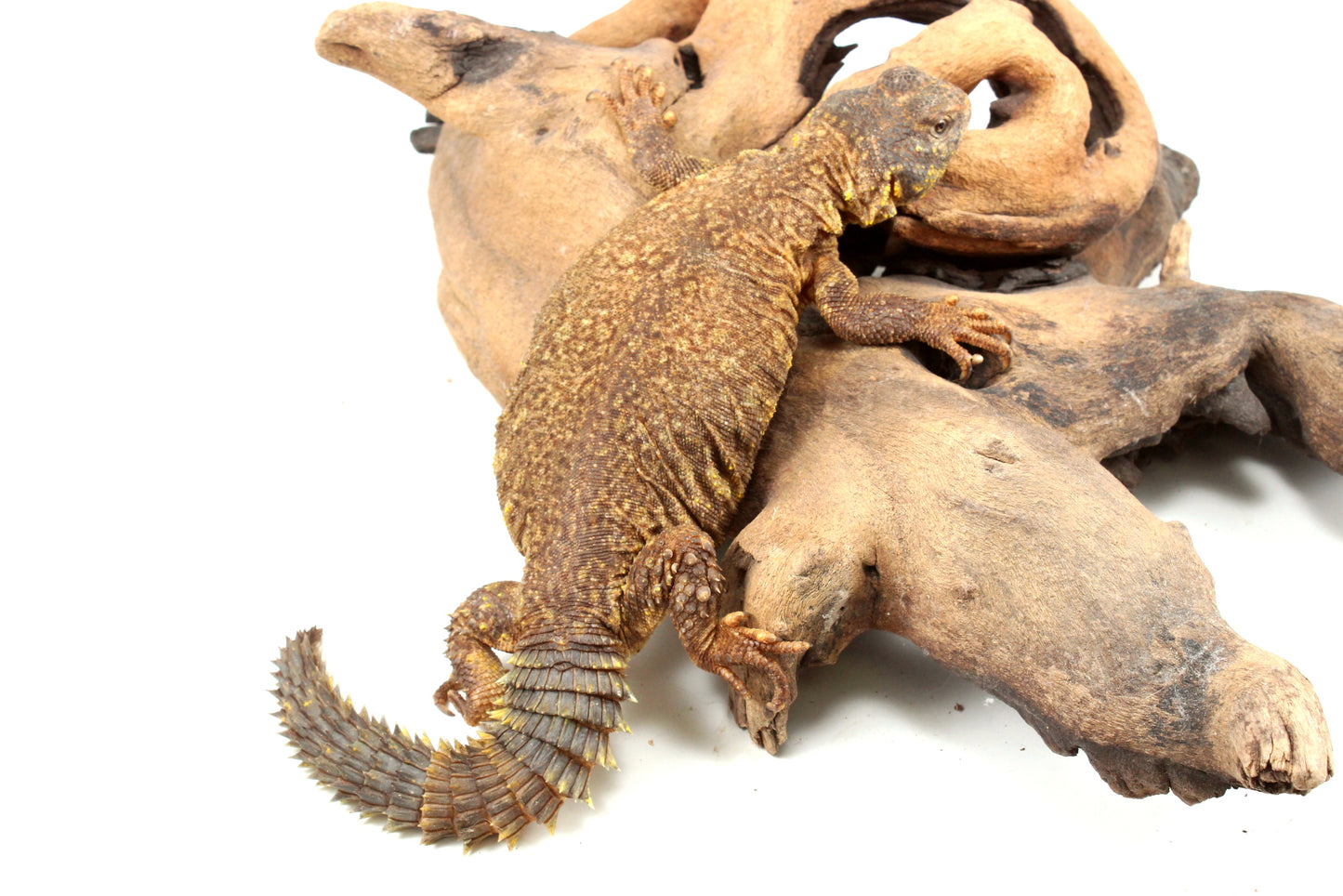 Nigerian Uromastyx - Yellow