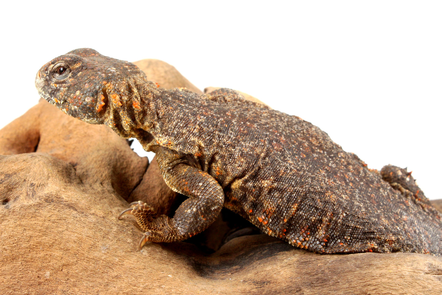 Nigerian Uromastyx - Orange