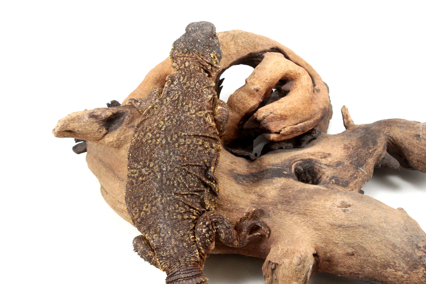 Nigerian Uromastyx - Yellow