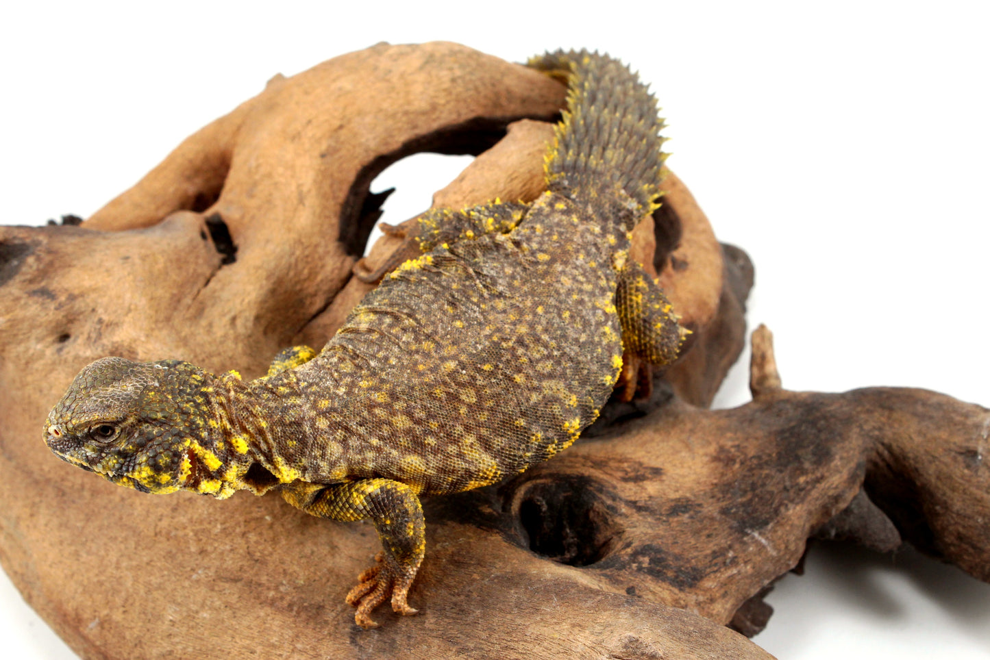 Nigerian Uromastyx - Yellow