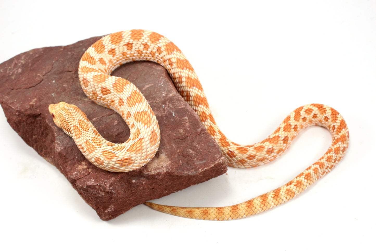 Albino Western Hognose Snake