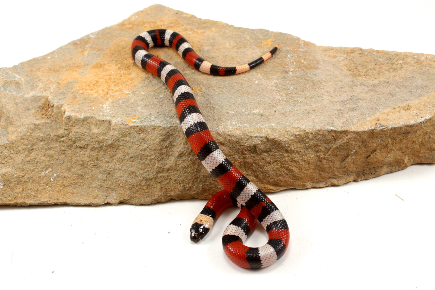 Pueblan Milksnake
