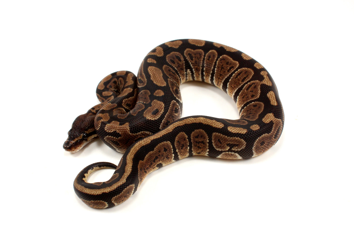 Granite Ball Python