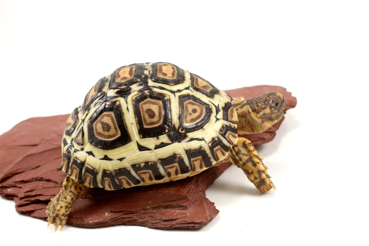 Leopard Tortoise
