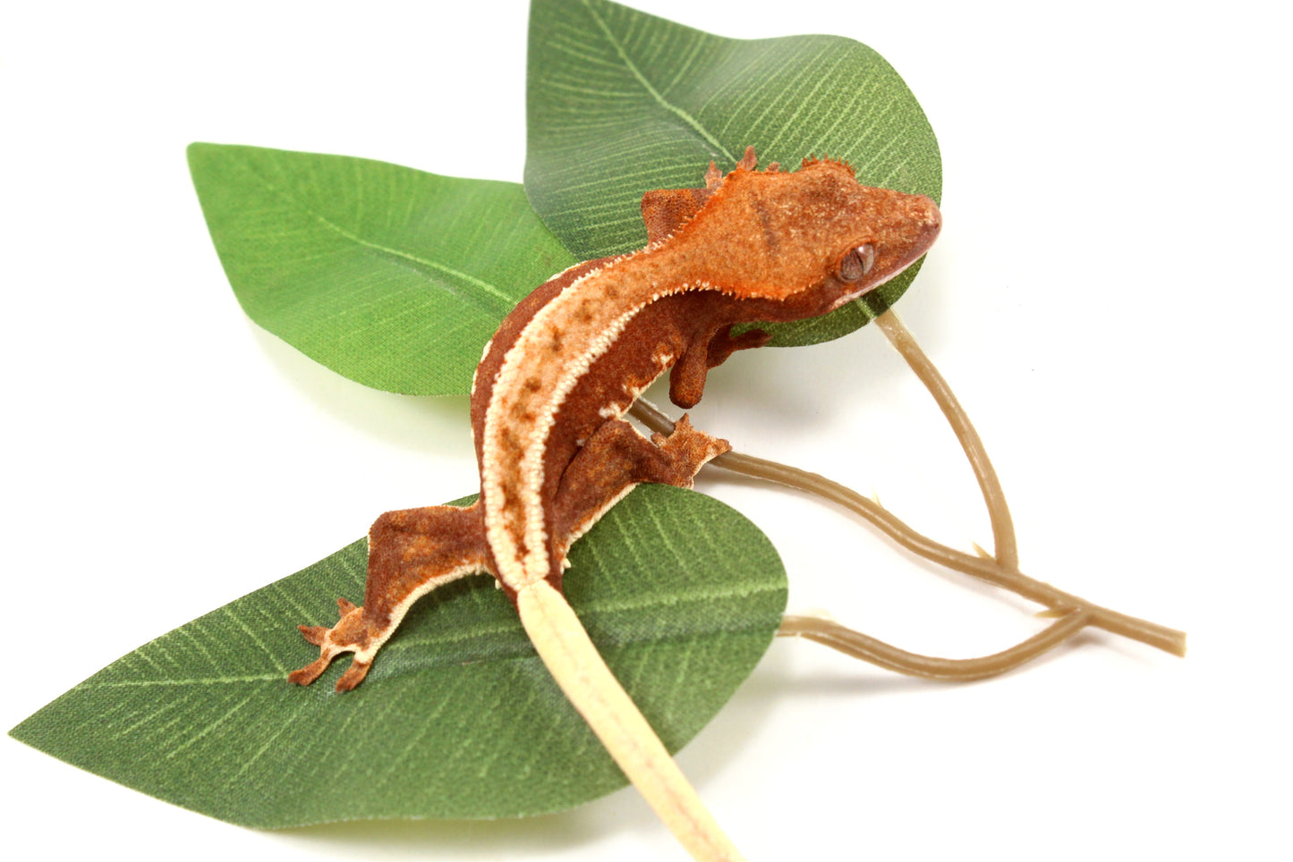 Phantom Pinstripe Crested Gecko