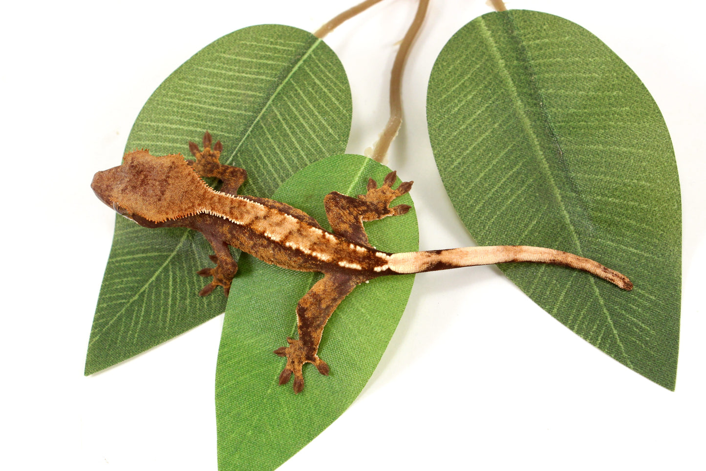Extreme Harlequin Crested Gecko