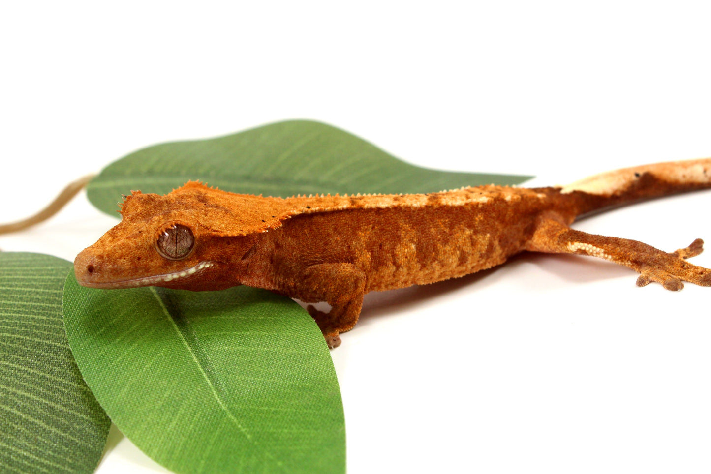 Orange Tiger Crested Gecko