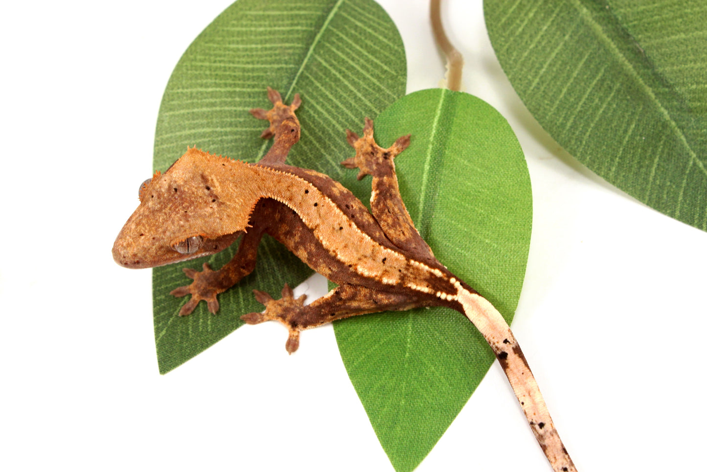 Harlequin Crested Gecko