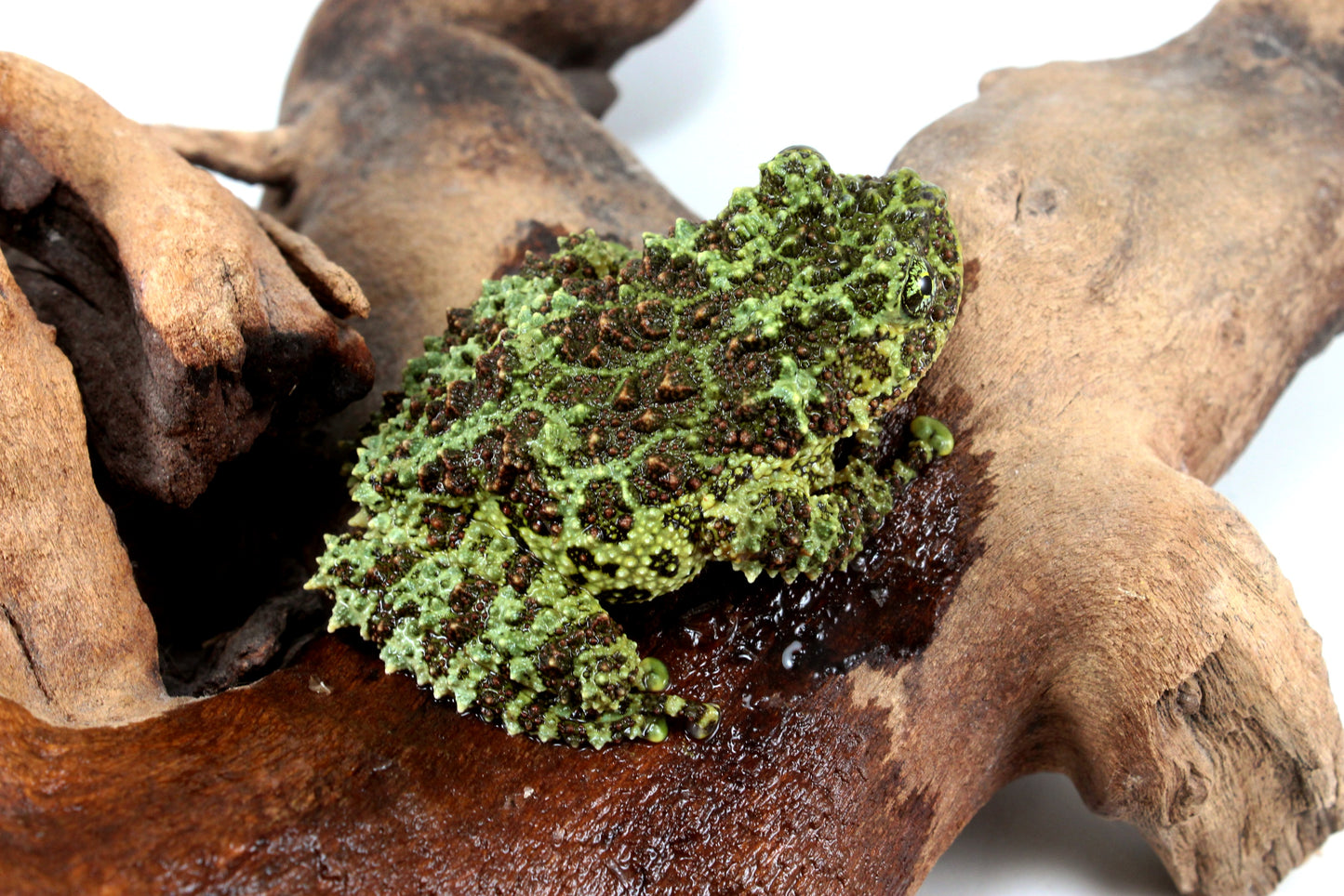 CB Adult Vietnamese Mossy Frog