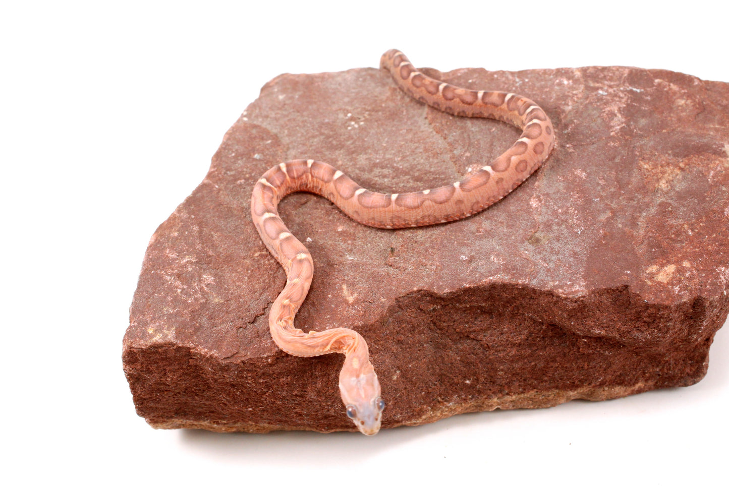 Scaleless Okeetee+ Corn Snake