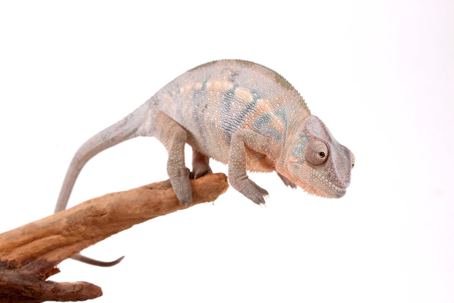 Nosy Be Panther Chameleon