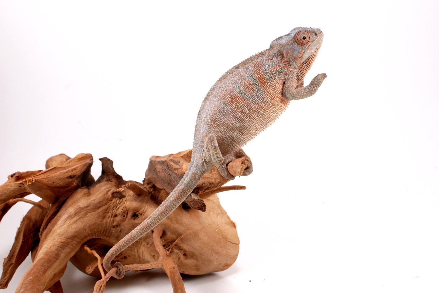 Nosy Be Panther Chameleon