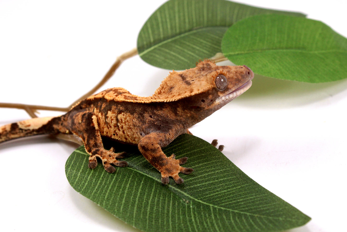 High Contrast Extreme Harlequin Crested Gecko