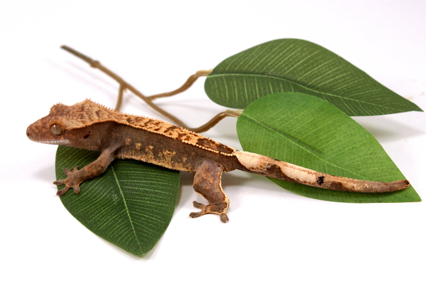 Flame Crested Gecko