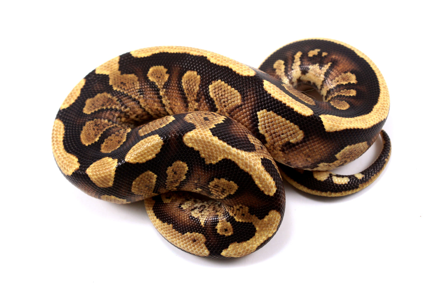 Parkway Ball Python