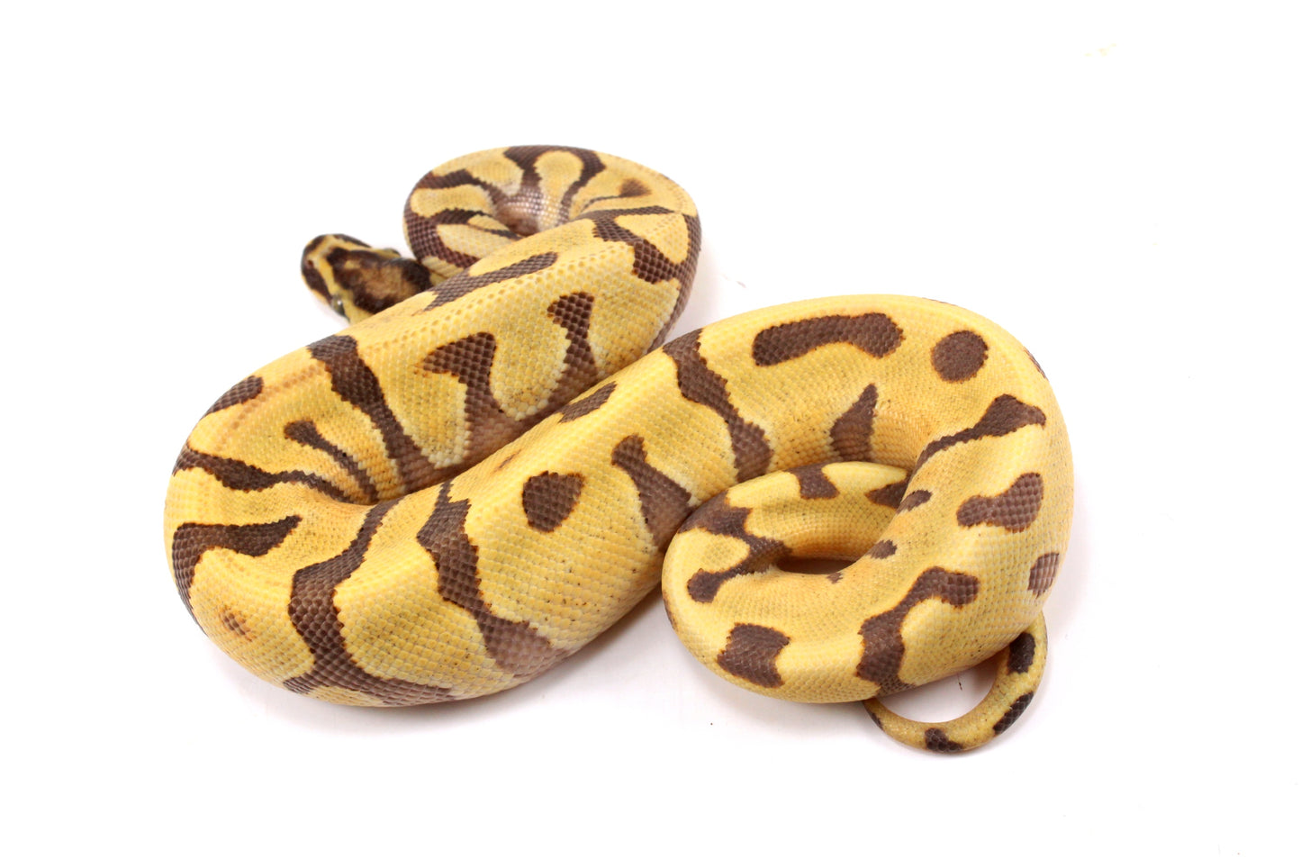 Super Enchi Yellow Belly Desert Ghost Ball Python