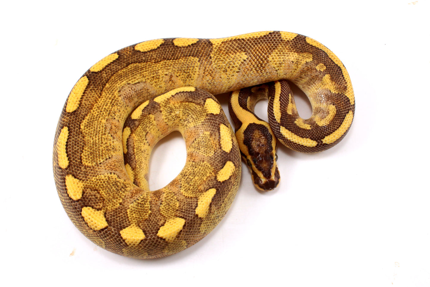 Enchi Super Asphalt Ball Python