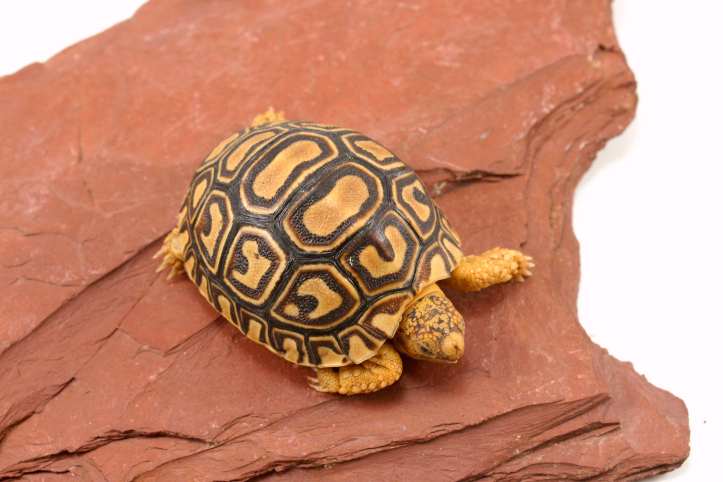Leopard Tortoise