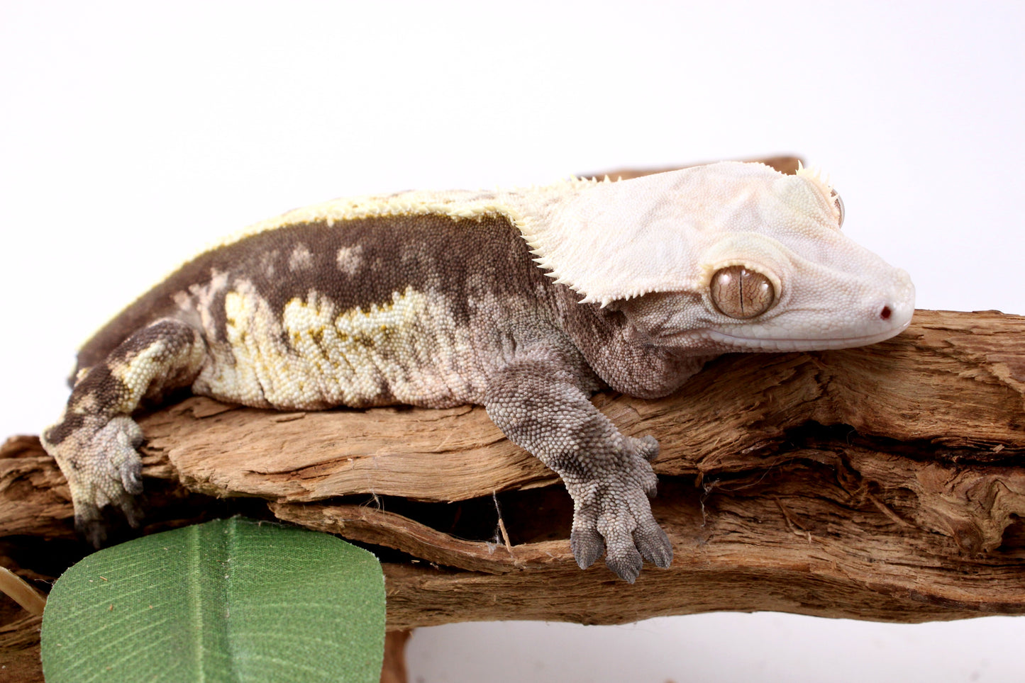 Chocolate Phantom Crested Gecko - Tailess
