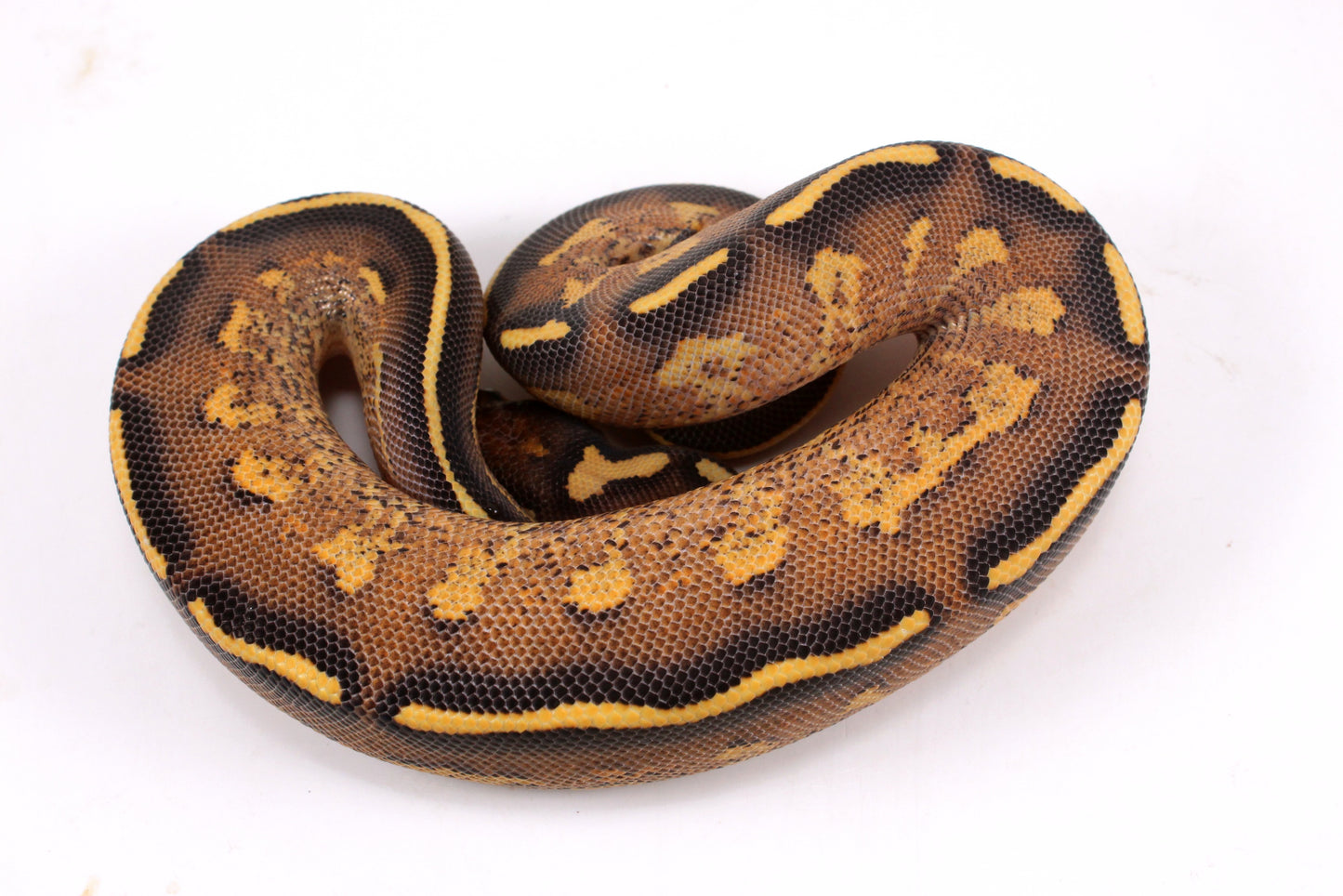 Freeway Ball Python